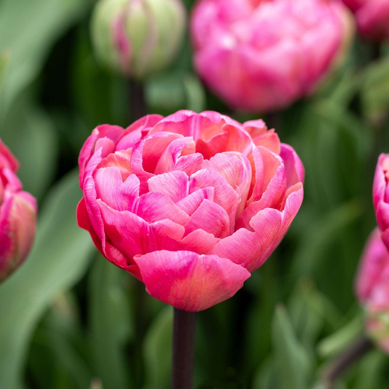 Tulipe 'Amazing Grace'